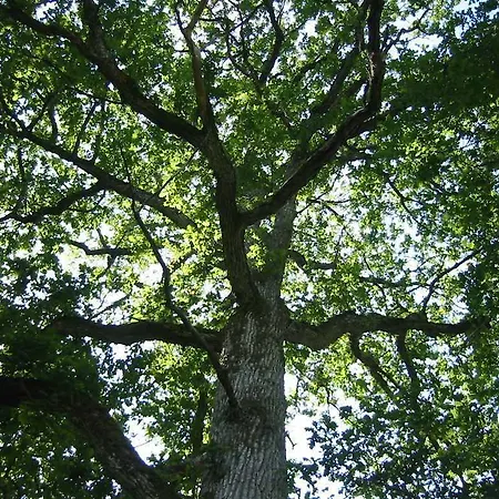 Koljala Puhkekuela مكان تخييم *