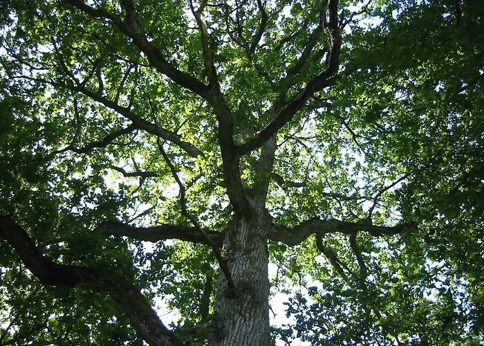 Koljala Puhkekula Laagriplats *